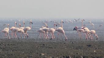 Bachi Karkaria's Tales from TJ Road: What Sewri's migratory flamingos have in common with their human counterparts