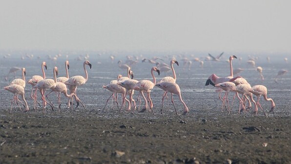 Bachi Karkaria's Tales from TJ Road: What Sewri's migratory flamingos have in common with their human counterparts