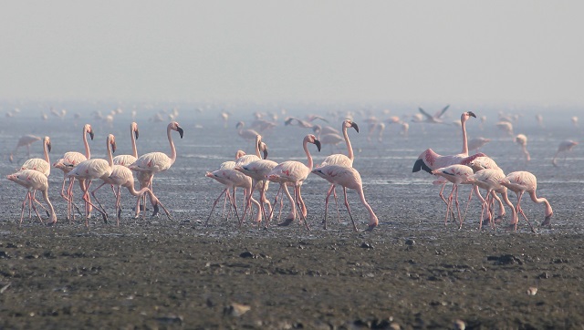 Bachi Karkaria's Tales from TJ Road: What Sewri's migratory flamingos have in common with their human counterparts Bachi Karkaria's Tales from TJ Road: What Sewri's migratory flamingos have in common with their human counterparts