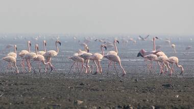 Bachi Karkaria's Tales from TJ Road: What Sewri's migratory flamingos have in common with their human counterparts