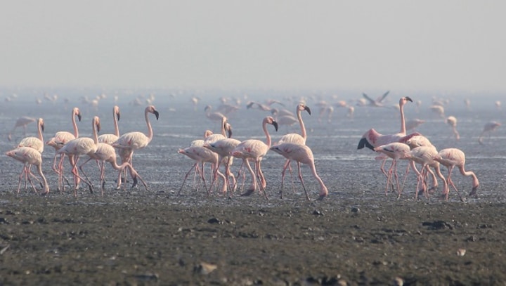 Bachi Karkaria's Tales from TJ Road: What Sewri's migratory flamingos have in common with their human counterparts