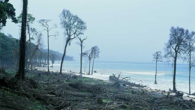 The Zai Whitaker column | Tragedy on Great Nicobar; a story of the 2004 tsunami in two parts The Zai Whitaker column | Tragedy on Great Nicobar; a story of the 2004 tsunami in two parts