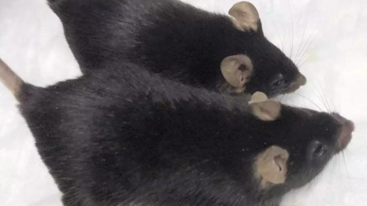  Genetically engineered mighty mice hold onto muscle during month-long stay at ISS