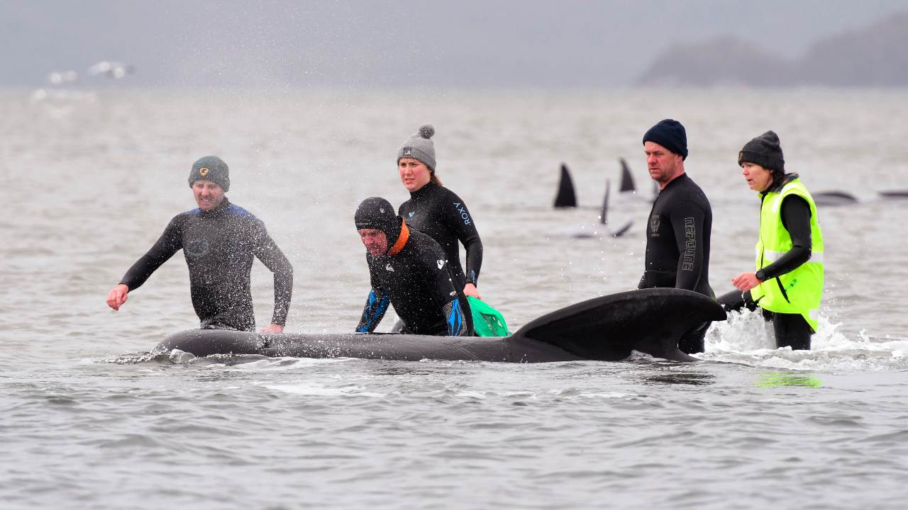 Lone whale rescued from pod of dead carcasses as Australia reports largest-ever mass stranding Lone whale rescued from pod of dead carcasses as Australia reports largest-ever mass stranding