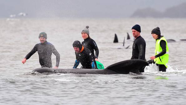 Lone whale rescued from pod of dead carcasses as Australia reports largest-ever mass stranding