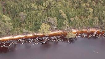 380 pilot whales dead in largest mass stranding ever recorded in Australia; nearly 500 still stranded in Tasmania