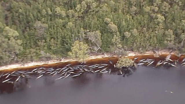 380 pilot whales dead in largest mass stranding ever recorded in Australia; nearly 500 still stranded in Tasmania 380 pilot whales dead in largest mass stranding ever recorded in Australia; nearly 500 still stranded in Tasmania