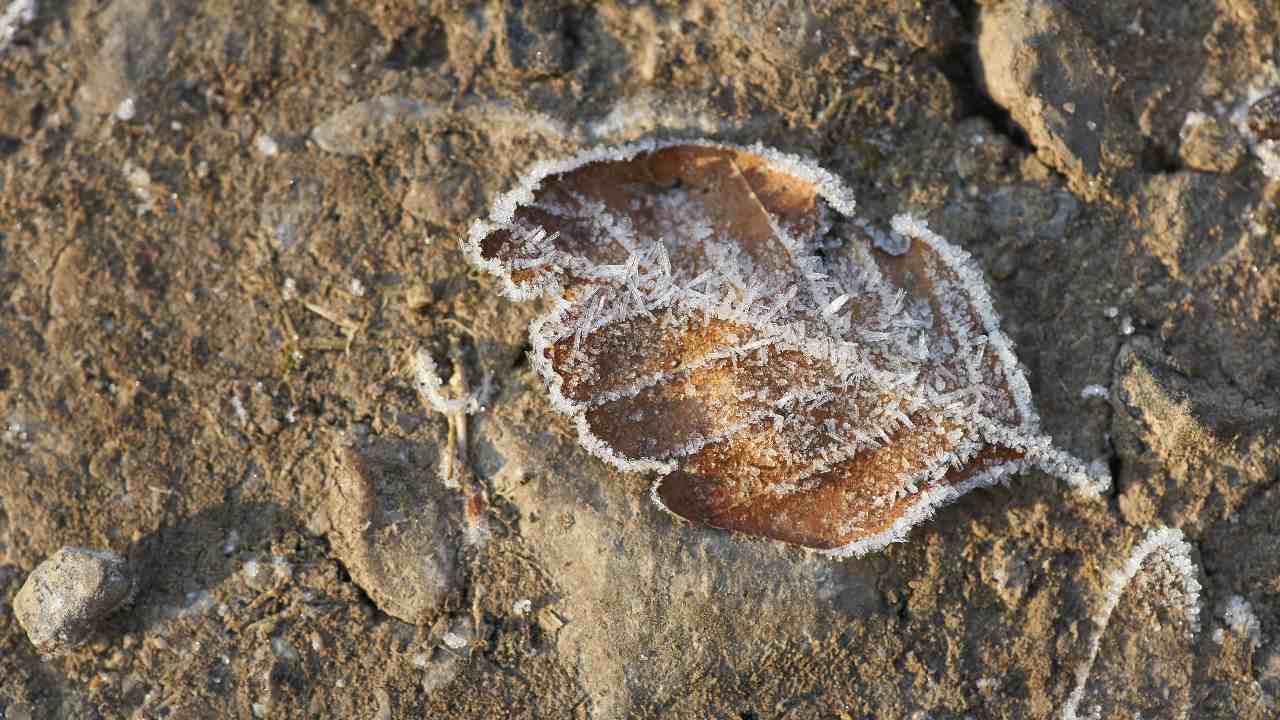 Fossilized leaves, around 150-200 million years old, found in Jharkhand's Dudhkol mountain Fossilized leaves, around 150-200 million years old, found in Jharkhand's Dudhkol mountain
