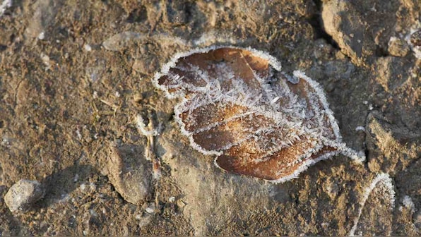Fossilized leaves, around  150-200 million years old, found in Jharkhand's Dudhkol mountain