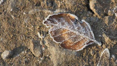 Fossilized leaves, around  150-200 million years old, found in Jharkhand's Dudhkol mountain