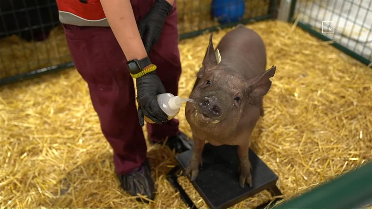 Dorothy the pig. Image credit: Neuralink/Youtube
