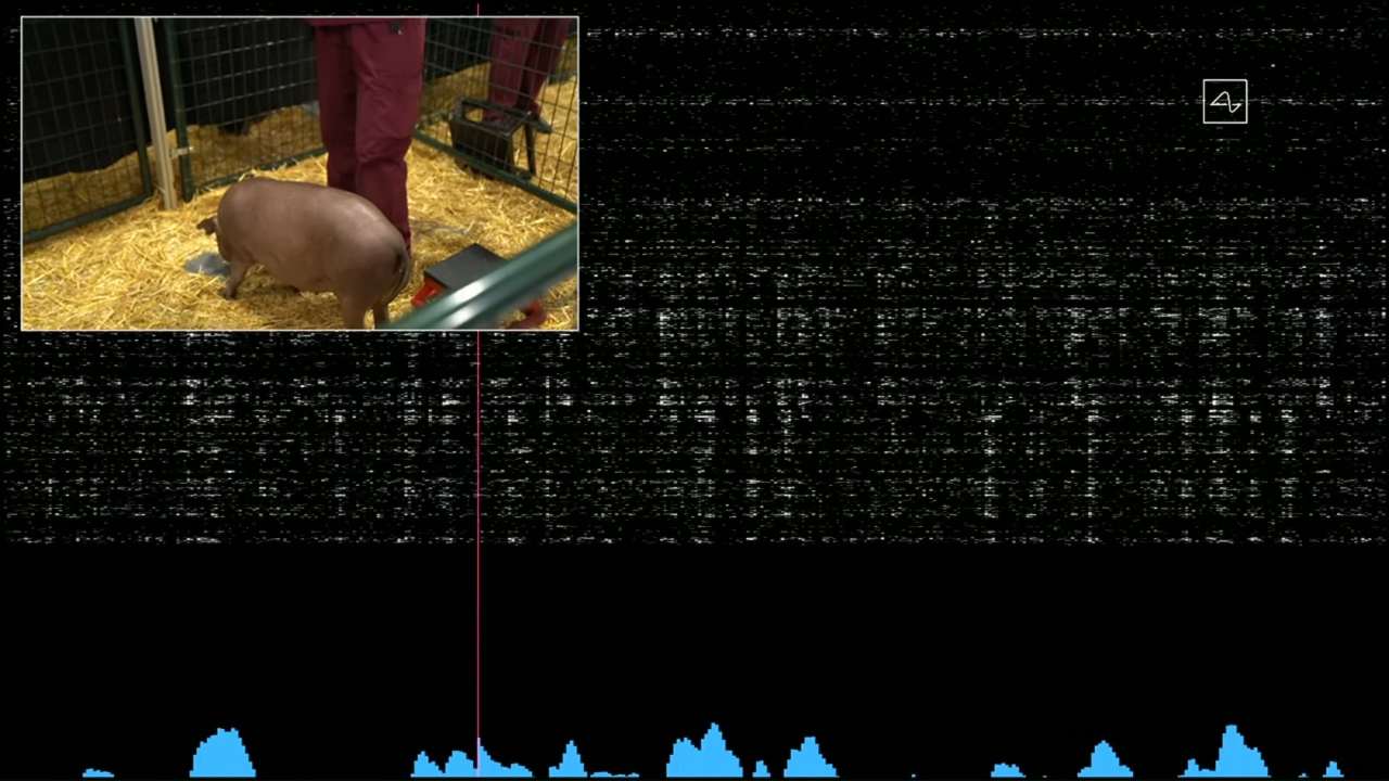 Getrud the pig and her brain activity. image credit: Neuralink/Youtube