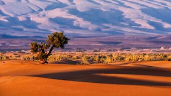 Millions of uncounted trees dotting Sahara, Sahel deserts found in satellite imagery