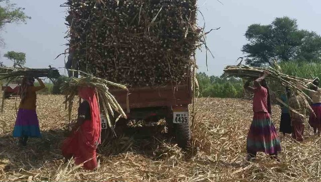 Oppressed for generations, women cane cutters in Maharashtra continue to work in inhuman conditions, shows study Oppressed for generations, women cane cutters in Maharashtra continue to work in inhuman conditions, shows study