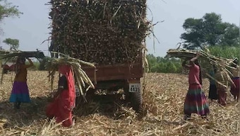 Oppressed for generations, women cane cutters in Maharashtra continue to work in inhuman conditions, shows study
