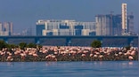 'Biodiversity by the Bay' aims to channel the power of Mumbai’s youth to save the city's natural habitats