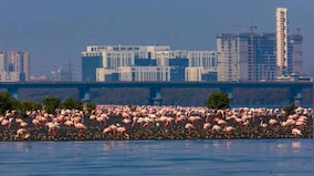 'Biodiversity by the Bay' aims to channel the power of Mumbai’s youth to save the city's natural habitats