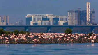 'Biodiversity by the Bay' aims to channel the power of Mumbai’s youth to save the city's natural habitats