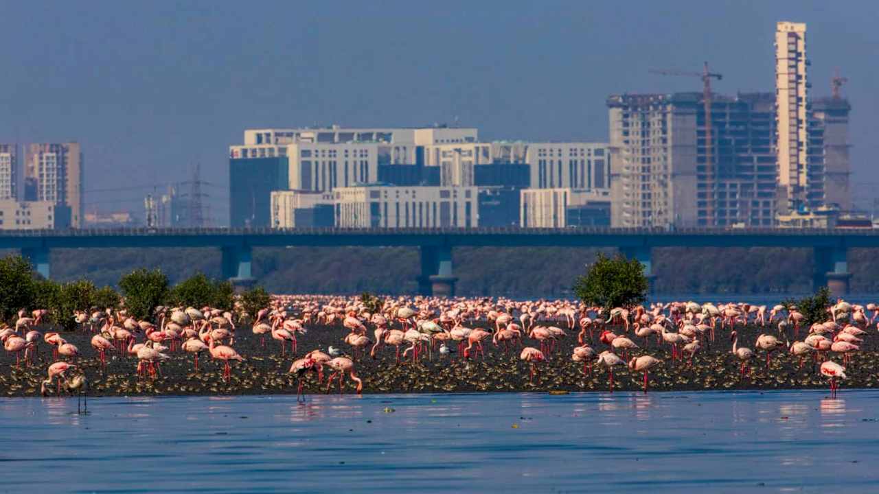 'Biodiversity by the Bay' aims to channel the power of Mumbai’s youth to save the city's natural habitats 'Biodiversity by the Bay' aims to channel the power of Mumbai’s youth to save the city's natural habitats