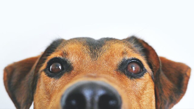 Best shampoos for your dog Best shampoos for your dog