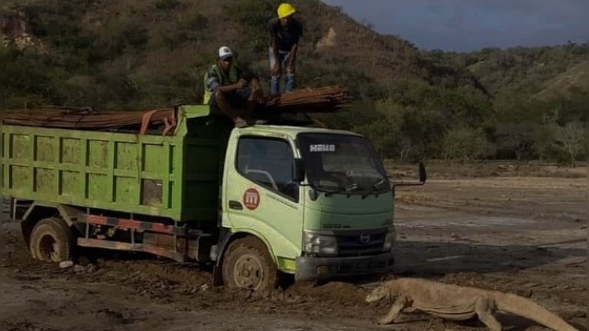 Indonesia's 'Jurassic park' project faces flak over viral Komodo dragon pic; no threat to habitat, says govt