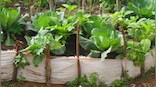 World Food Day 2020: Maintaining a kitchen garden helps to build good nutritional, physical, neurological and mental health