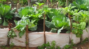 World Food Day 2020: Maintaining a kitchen garden helps to build good nutritional, physical, neurological and mental health