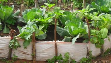 World Food Day 2020: Maintaining a kitchen garden helps to build good nutritional, physical, neurological and mental health