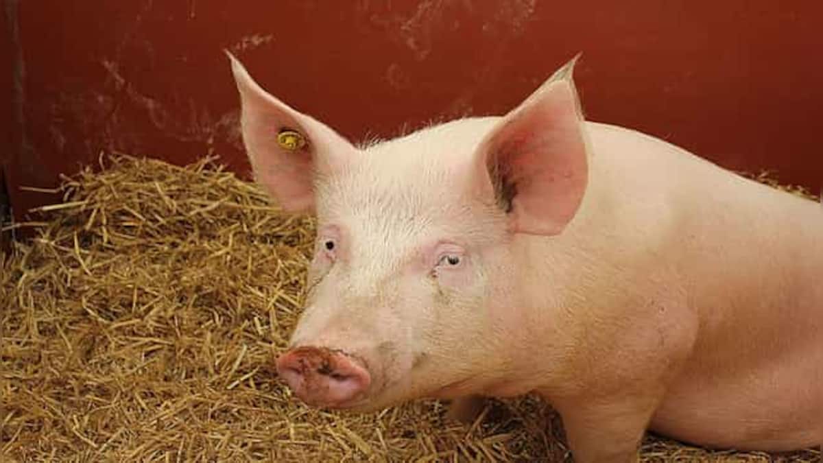 Can death be reversed? Scientists partially revive pig organs hour