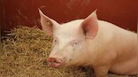 Mizoram to declare outbreak of African Swine Fever as state disaster
