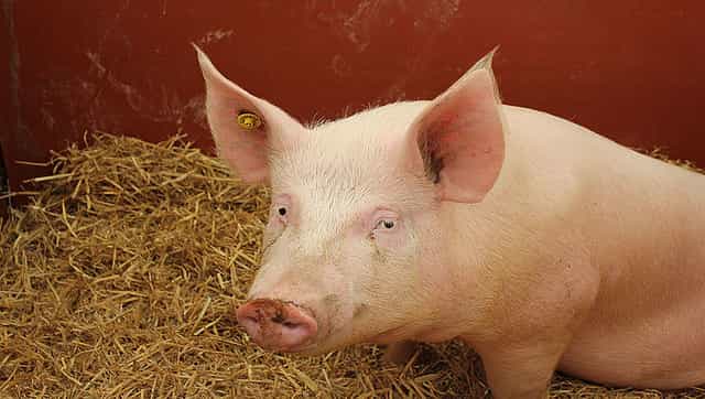 SADS-CoV: Swine acute diarrhea syndrome coronavirus could spread from pigs to humans, claims study SADS-CoV: Swine acute diarrhea syndrome coronavirus could spread from pigs to humans, claims study