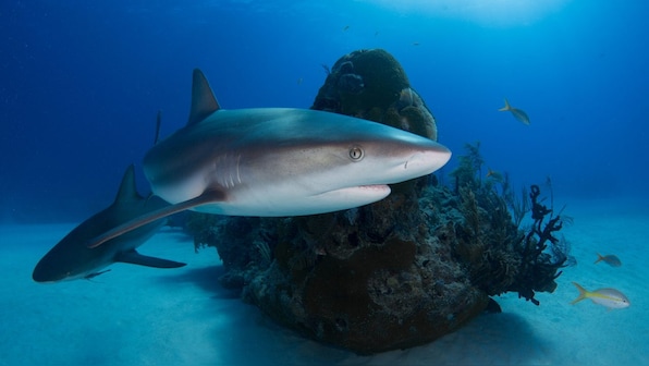 Coronavirus Vaccine makers are not mass-slaughtering sharks