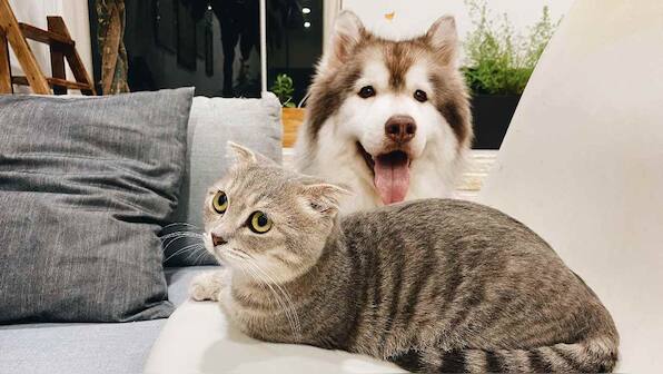 Cats, dogs can catch COVID-19, but cats’ immune systems are better equipped to fight off infection, study says