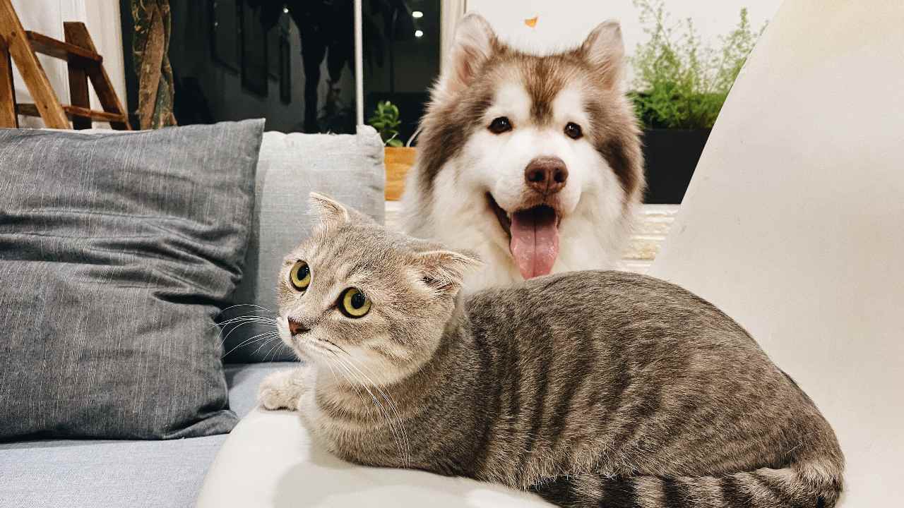 Cats, dogs can catch COVID-19, but cats’ immune systems are better equipped to fight off infection, study says Cats, dogs can catch COVID-19, but cats’ immune systems are better equipped to fight off infection, study says