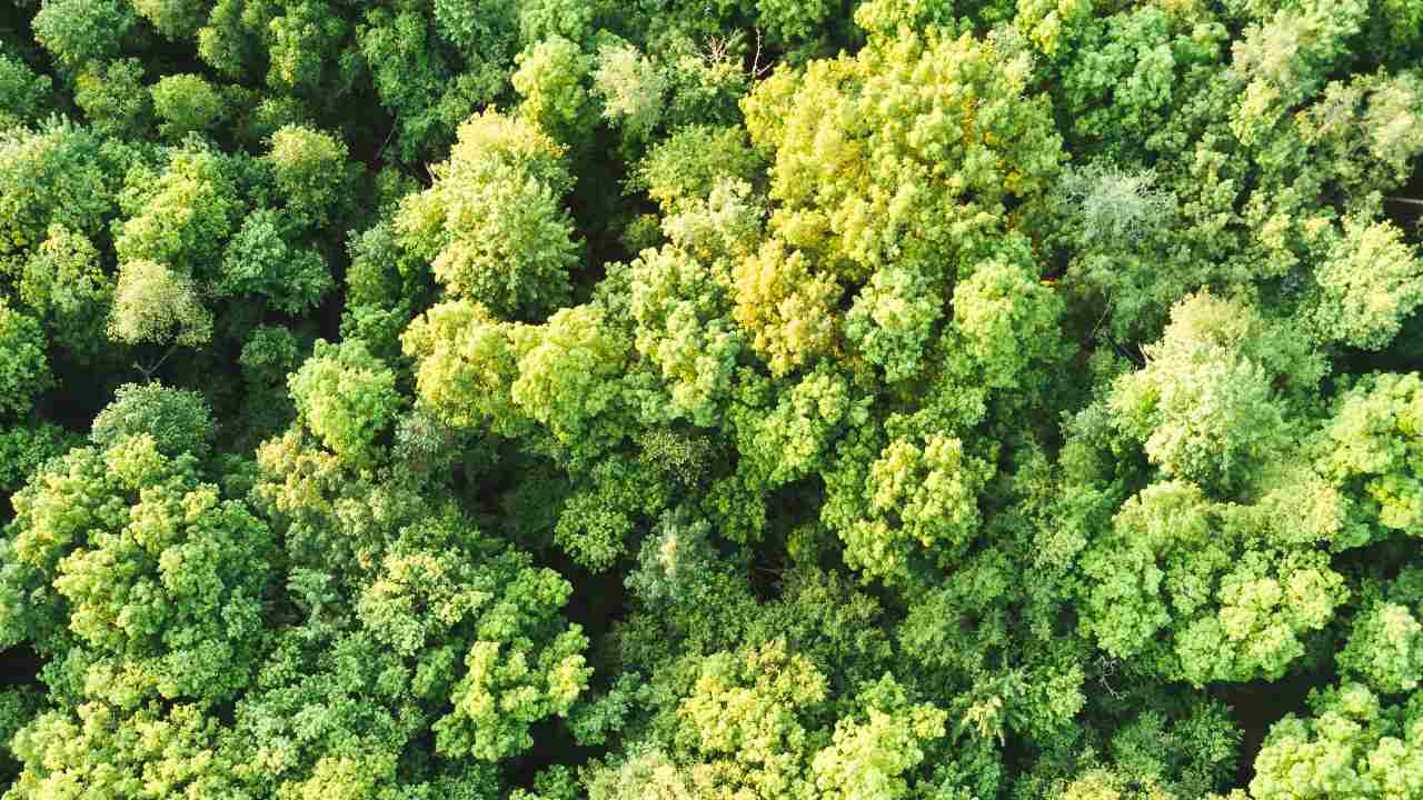 How many plants have we wiped out completely? Here are five extinction stories How many plants have we wiped out completely? Here are five extinction stories