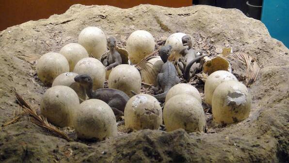 Dinosaur eggs in Tamil Nadu turns out to be sediments from marine species that lived 416 million years ago