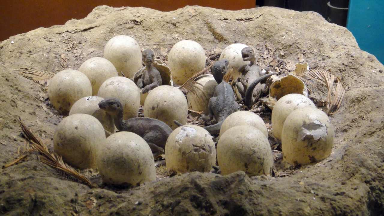 Dinosaur eggs in Tamil Nadu turns out to be sediments from marine species that lived 416 million years ago Dinosaur eggs in Tamil Nadu turns out to be sediments from marine species that lived 416 million years ago