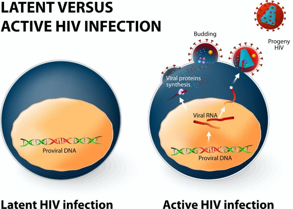 Latent infection (left) is when a cell is infected and the virus has inserted its genetic code into our human DNA. The immune system cannot detect this cell as being infected. An HIV infection can shift from latent to active if the infected cell is producing new viruses. Image credit: ttsz / Getty Images