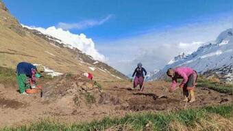 India, largest importer of heeng, begins cultivation in country for first time in Himachal Pradesh