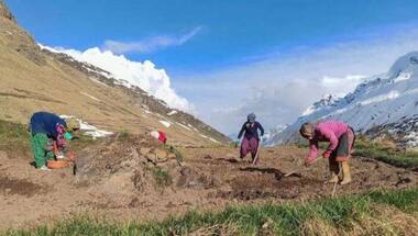 India, largest importer of heeng, begins cultivation in country for first time in Himachal Pradesh