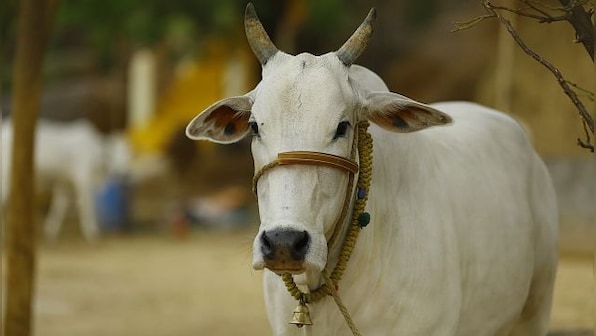 Seven vets deputed to treat Uttar Pradesh official's cow? DM calls it 'conspiracy'