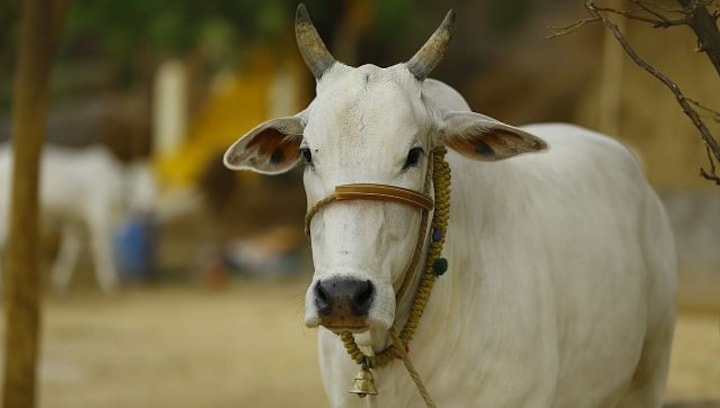 Assam Assembly passes Cattle Preservation Bill, prohibits slaughter in 5km radius of temples