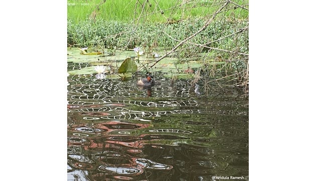 Trees around the lake provided beauty, improved infiltration, while the smaller, fallen branches created little nooks for water bird to build their nests.