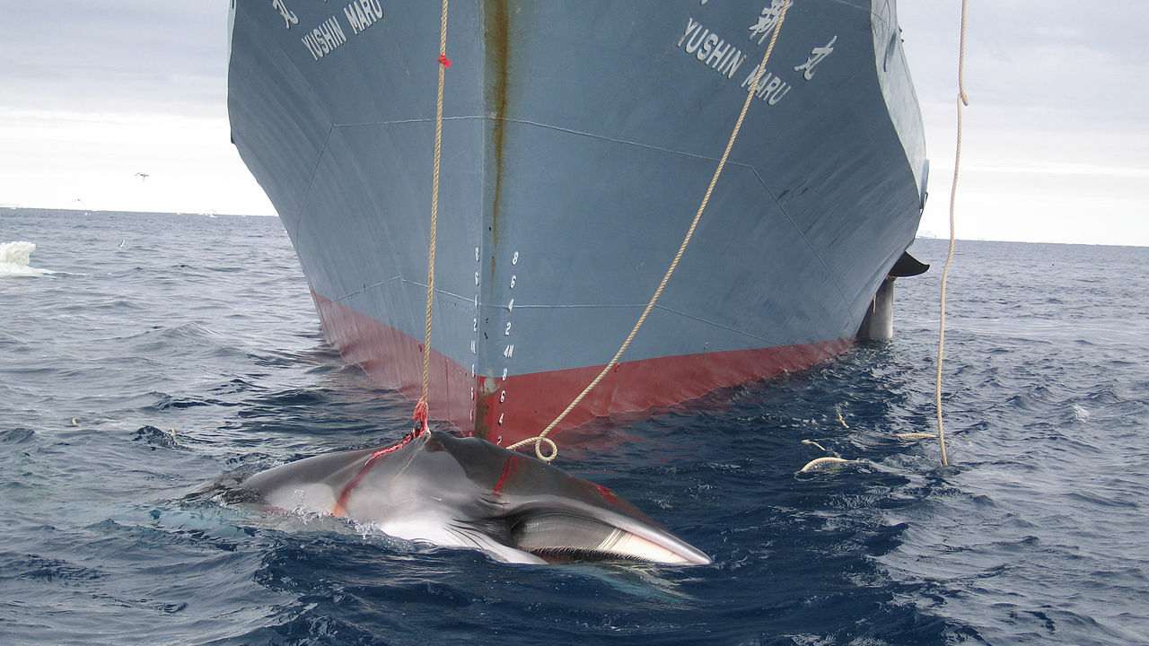 A whale is captured by the Yushin Maru, a Japanese harpoon vessel. This image was taken by Australian customs agents in 2008, under a surveillance effort to collect evidence of indiscriminate harvesting, which is contrary to Japan's claim that they are collecting the whales for the purpose of scientific research. Image credit: Wikipedia 