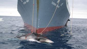 We've been profiting by slaughtering Antarctica's wildlife since it was discovered 200 years ago