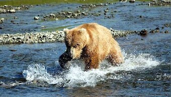 Bigly Yuge: In Alaska, armed bears take charge to protect counting process from Russians, Democrats