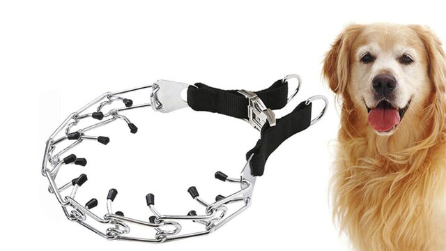 Training aids to make sure your dogs don’t misbehave Training aids to make sure your dogs don’t misbehave