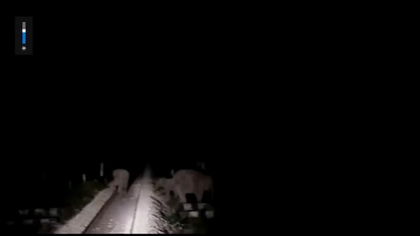 Loco pilot’s prompt action saves three elephants crossing tracks in West Bengal; Piyush Goyal shares viral clip