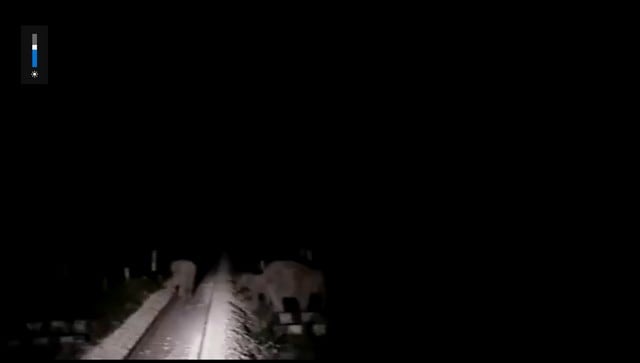 Loco pilot’s prompt action saves three elephants crossing tracks in West Bengal; Piyush Goyal shares viral clip Loco pilot’s prompt action saves three elephants crossing tracks in West Bengal; Piyush Goyal shares viral clip