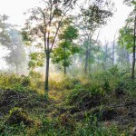 Pandemics tied to fragmented forests, biodiversity loss? What science says, and India's response